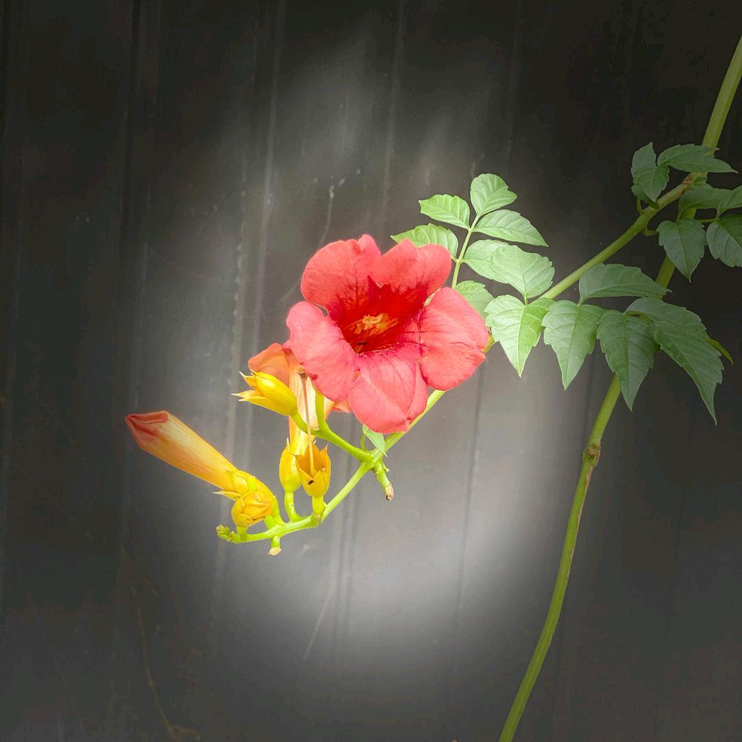 丛丛麻