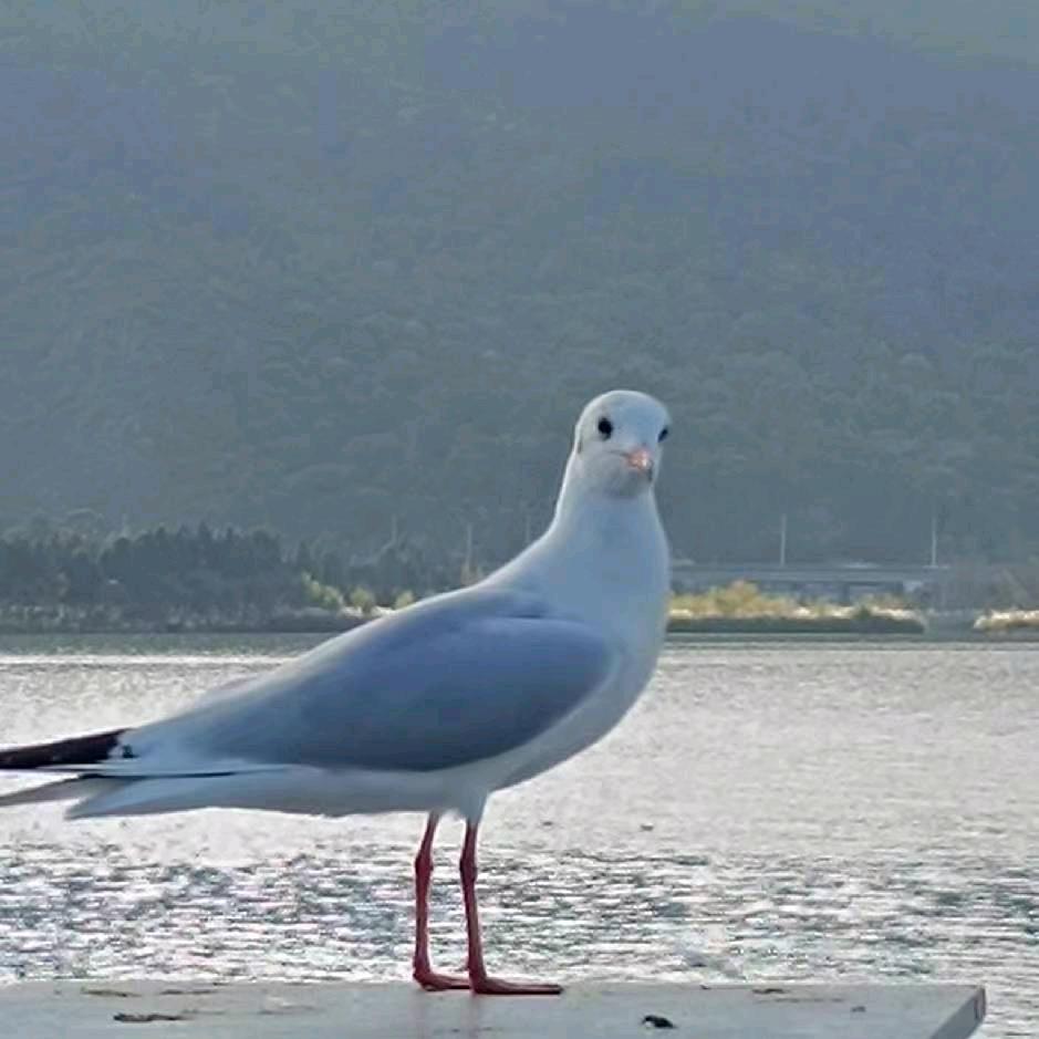 流  浪    人