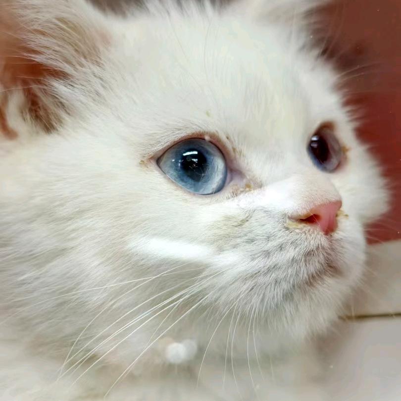 阿汐pve(征神之路版)