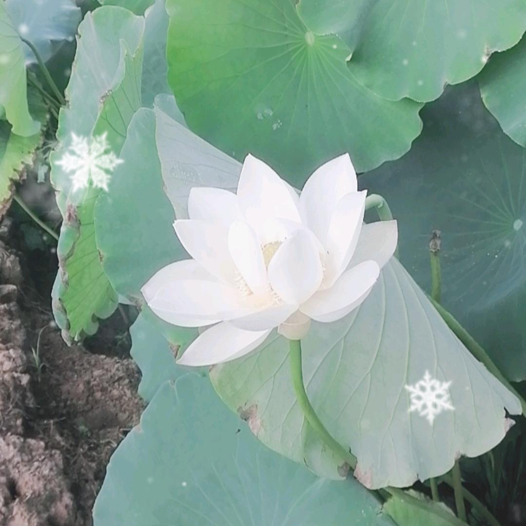 大白哥