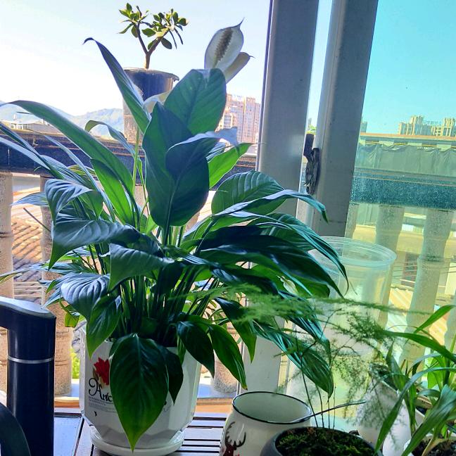 抹茶冰沙