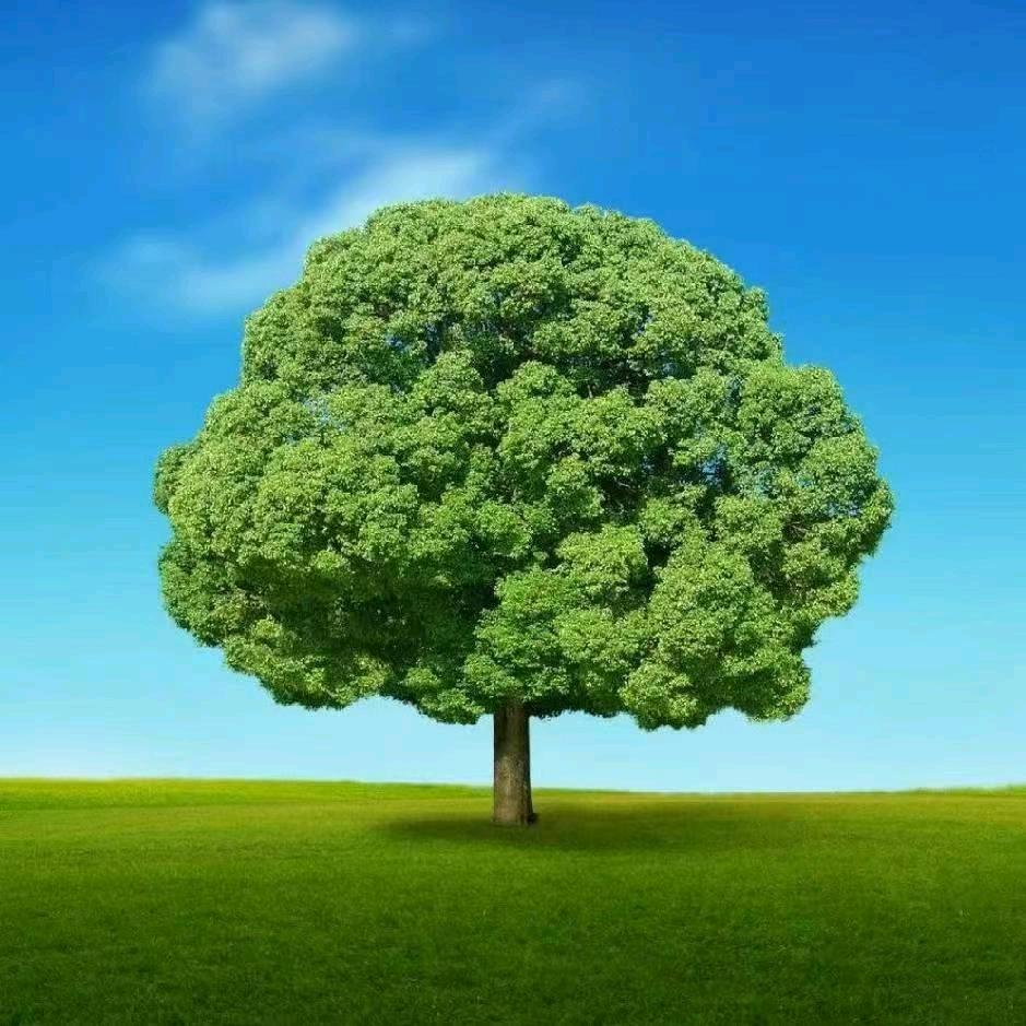 户外茶影（茶生活）