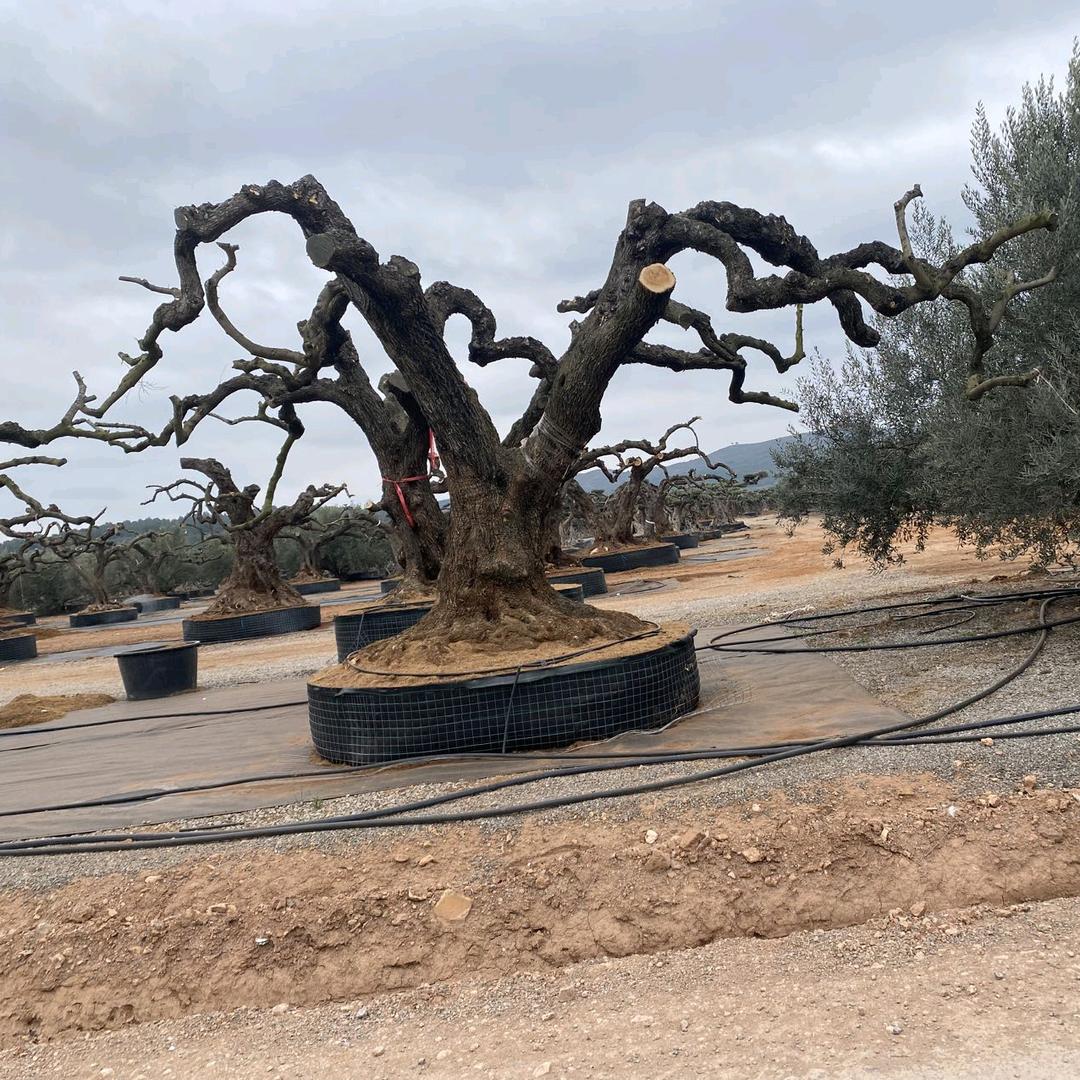 柬埔寨福建花之境园艺