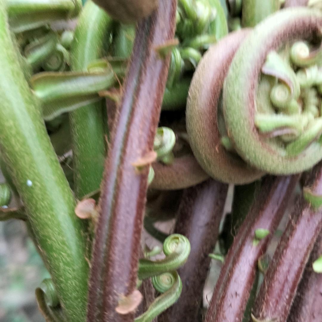 不熟