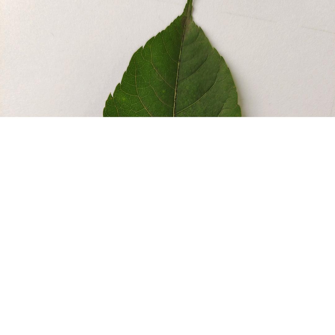 茶