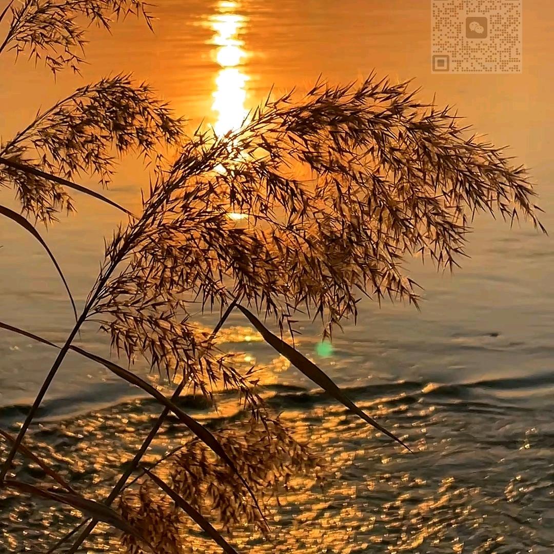 迷失的羔羊