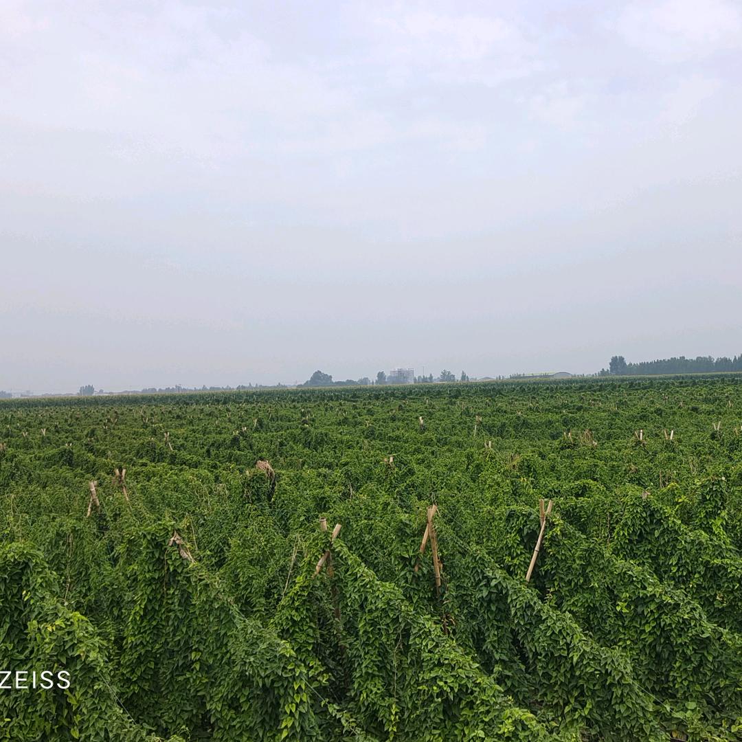 小夏。铁棍山药 豆苗 白玉豆苗