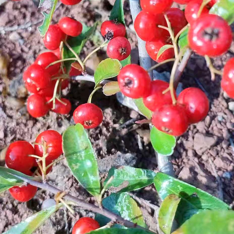 ta💞࿐姐ღ᭄是限量版唐᭄💞࿐