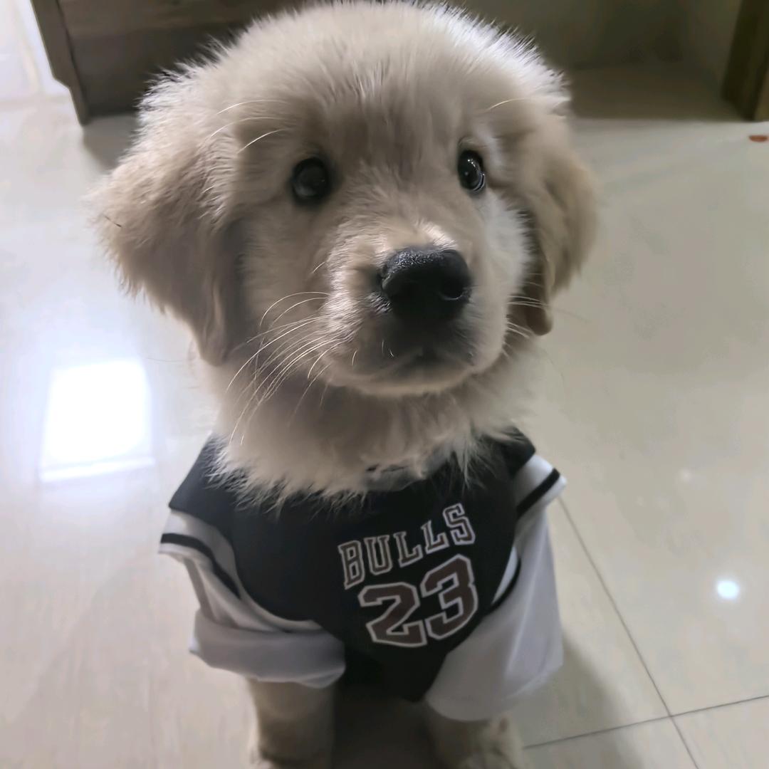 百事可乐🐶