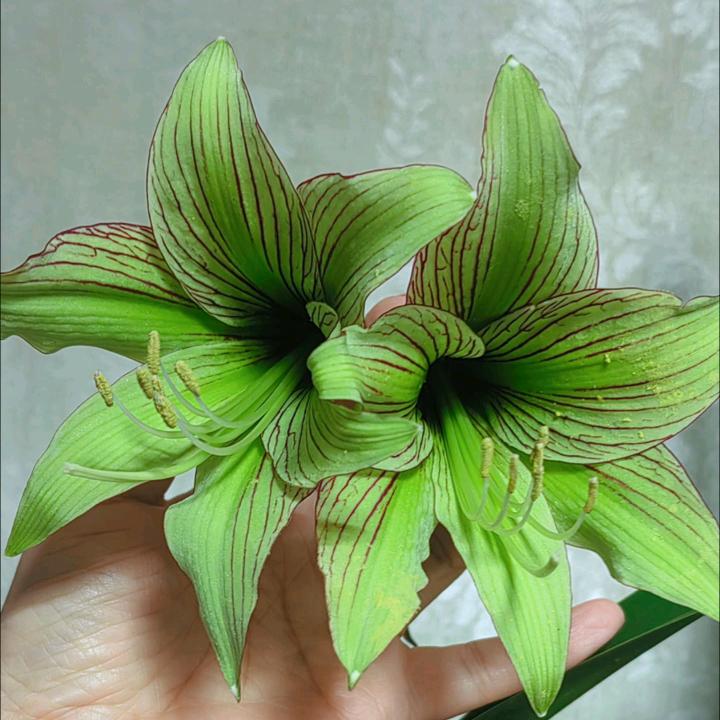 小Q姐爱养花