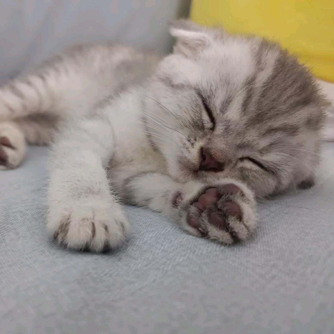狼哥家you仨寳貝