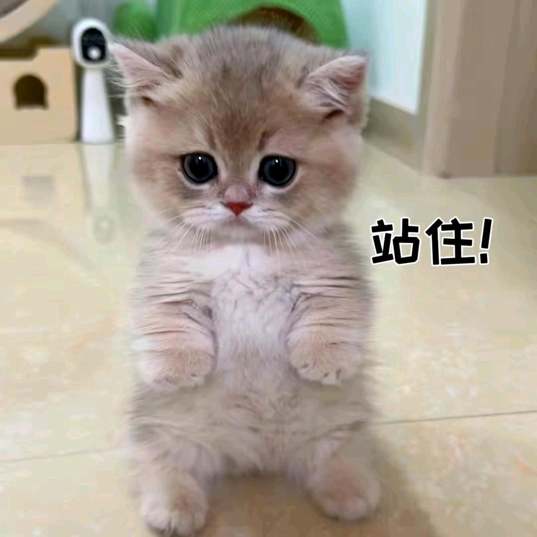 小宝贝