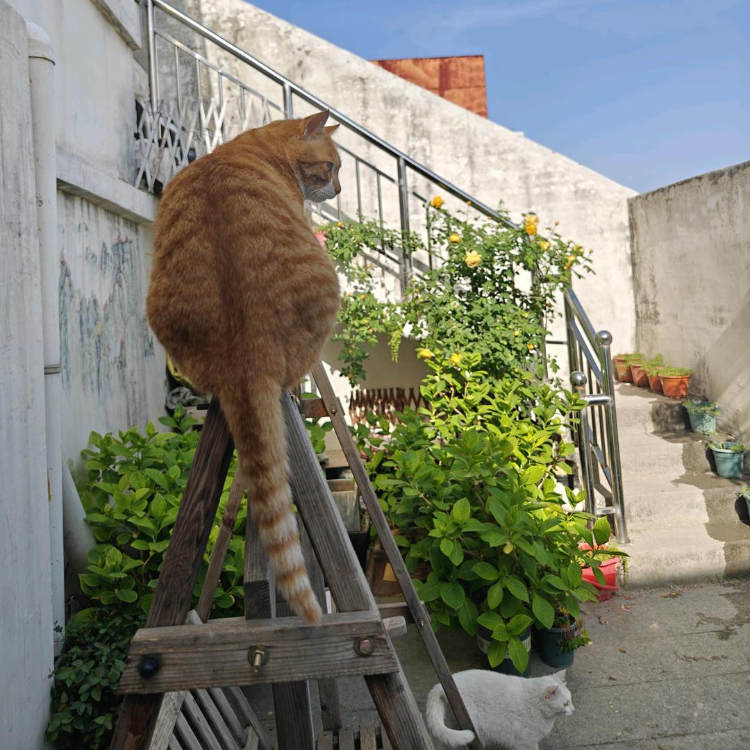 爱荡秋千的猫