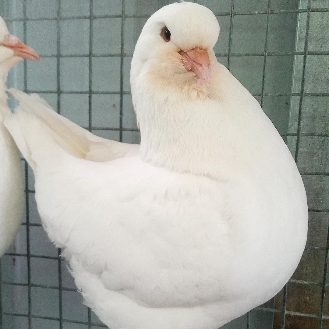 郓城轩轩鸽业 国系王鸽