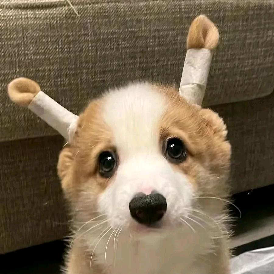 志维.