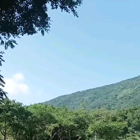 百花争艳: