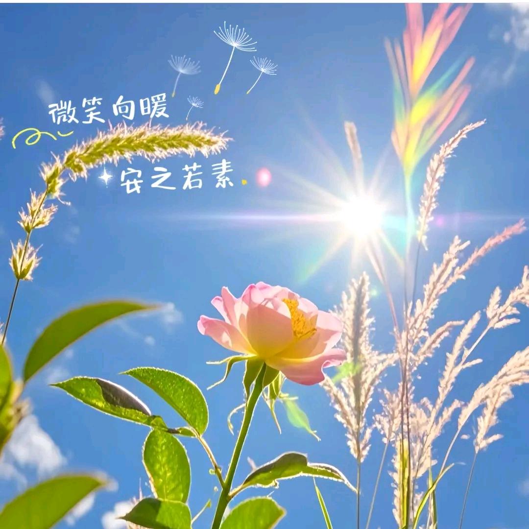 安然向暖
