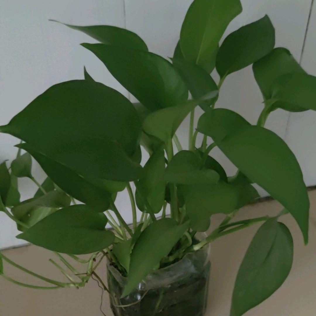 我的小狗叫邦根