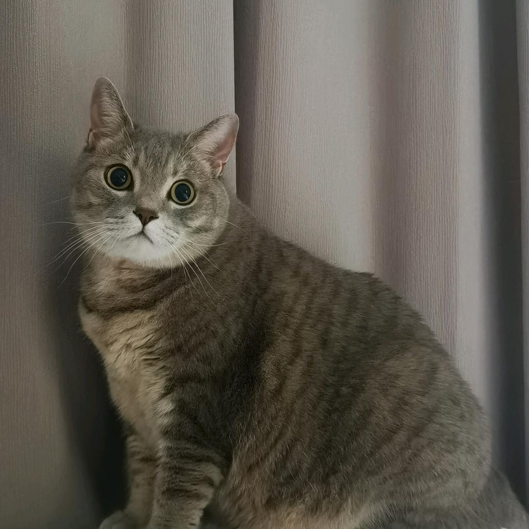 皮蛋是只喵
