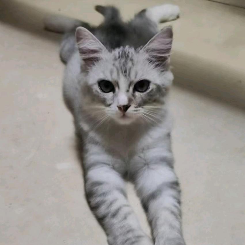 福猫元宝🐱