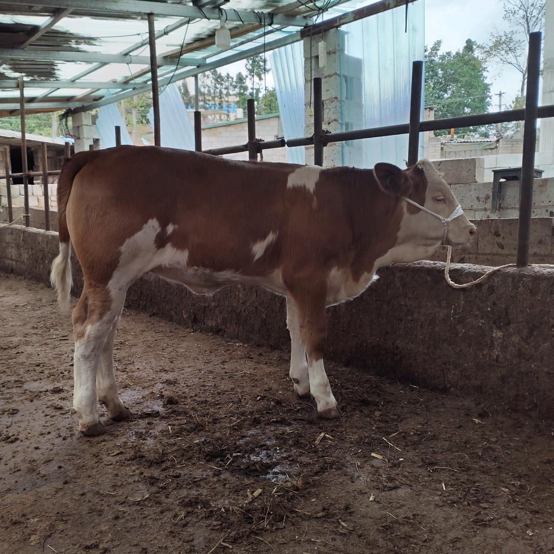 小李牧业（中介经纪人）