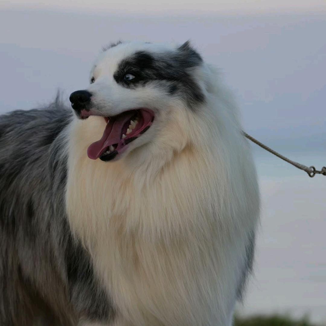 宠物达人