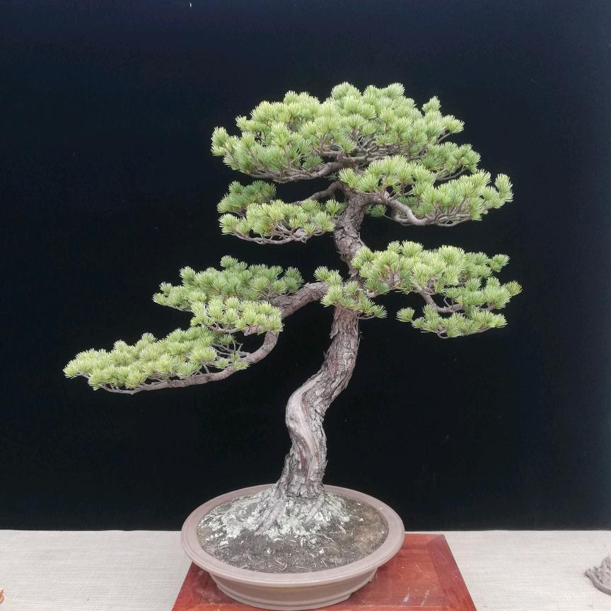 静姐的露台花园
