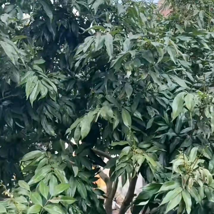 幸福包子