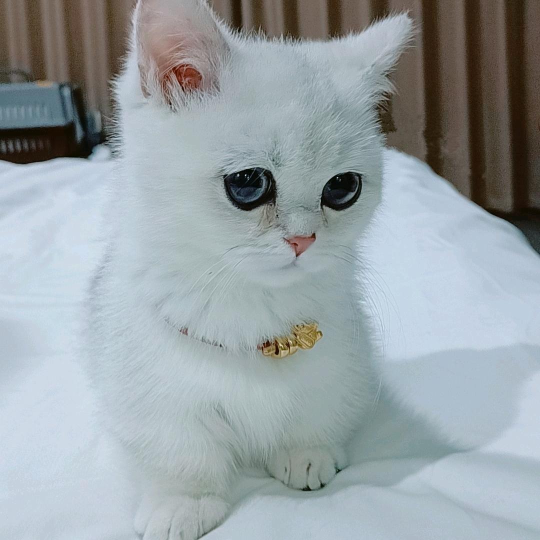 噢耶