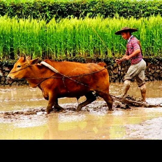 半身风雨半身伤