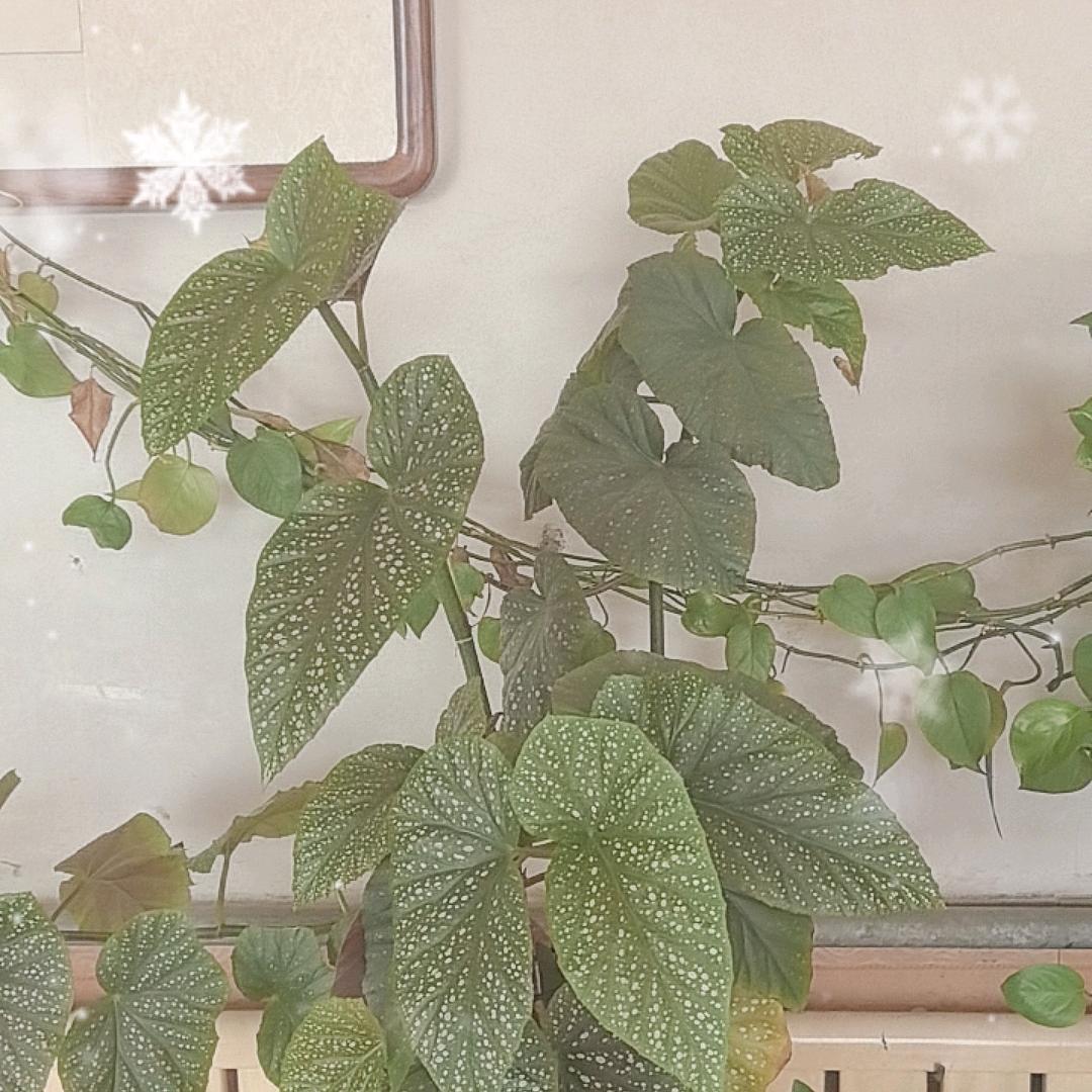 黄骅喜悦程强食品精选