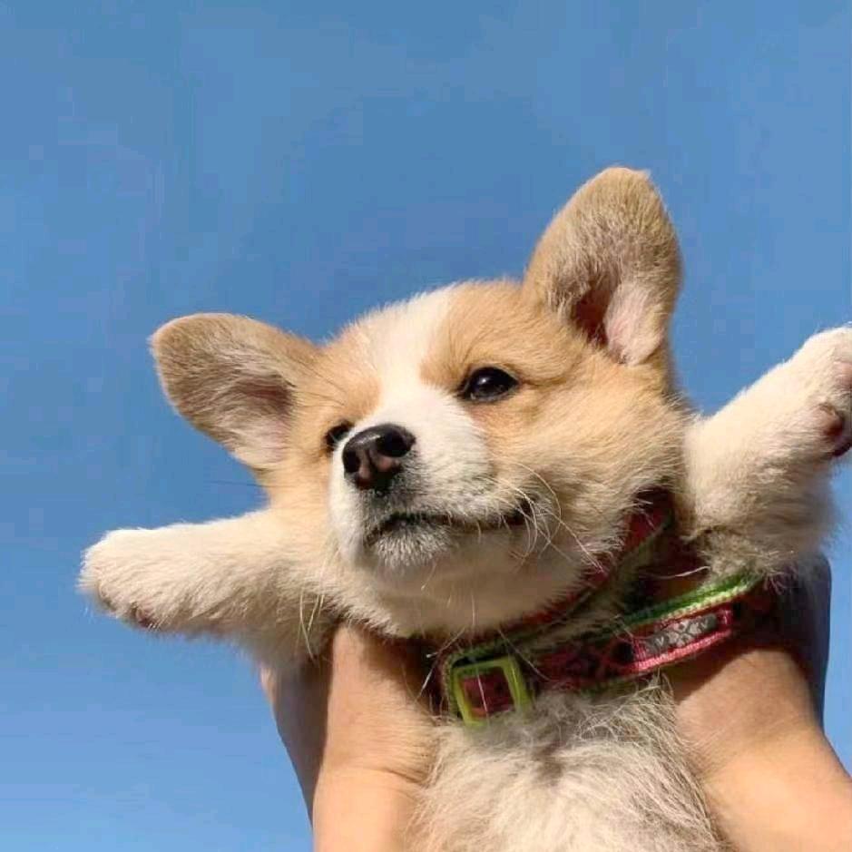 拾荒者✨