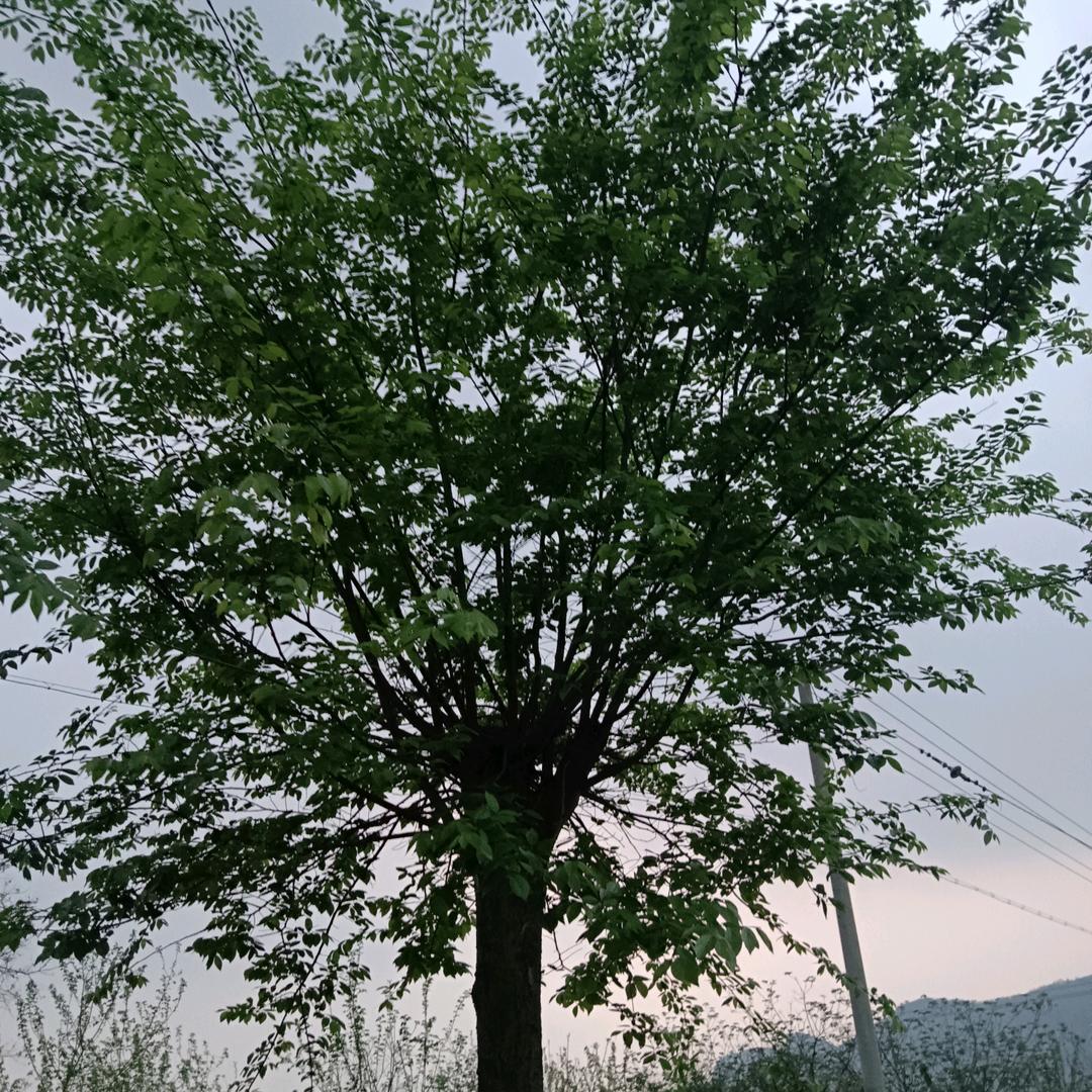 光头强团队砍树一条龙服务