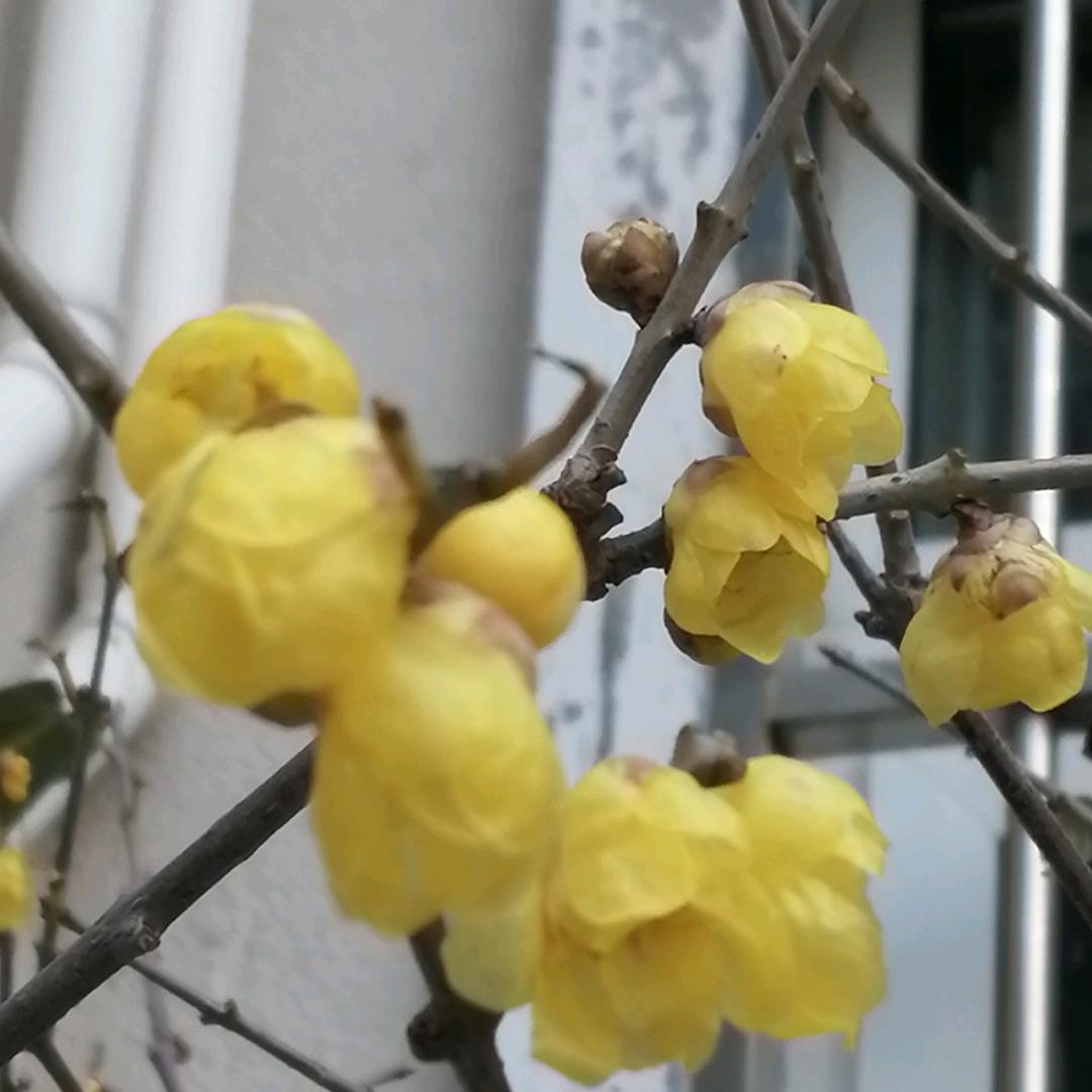 月竹就是我⁹⁸⁵