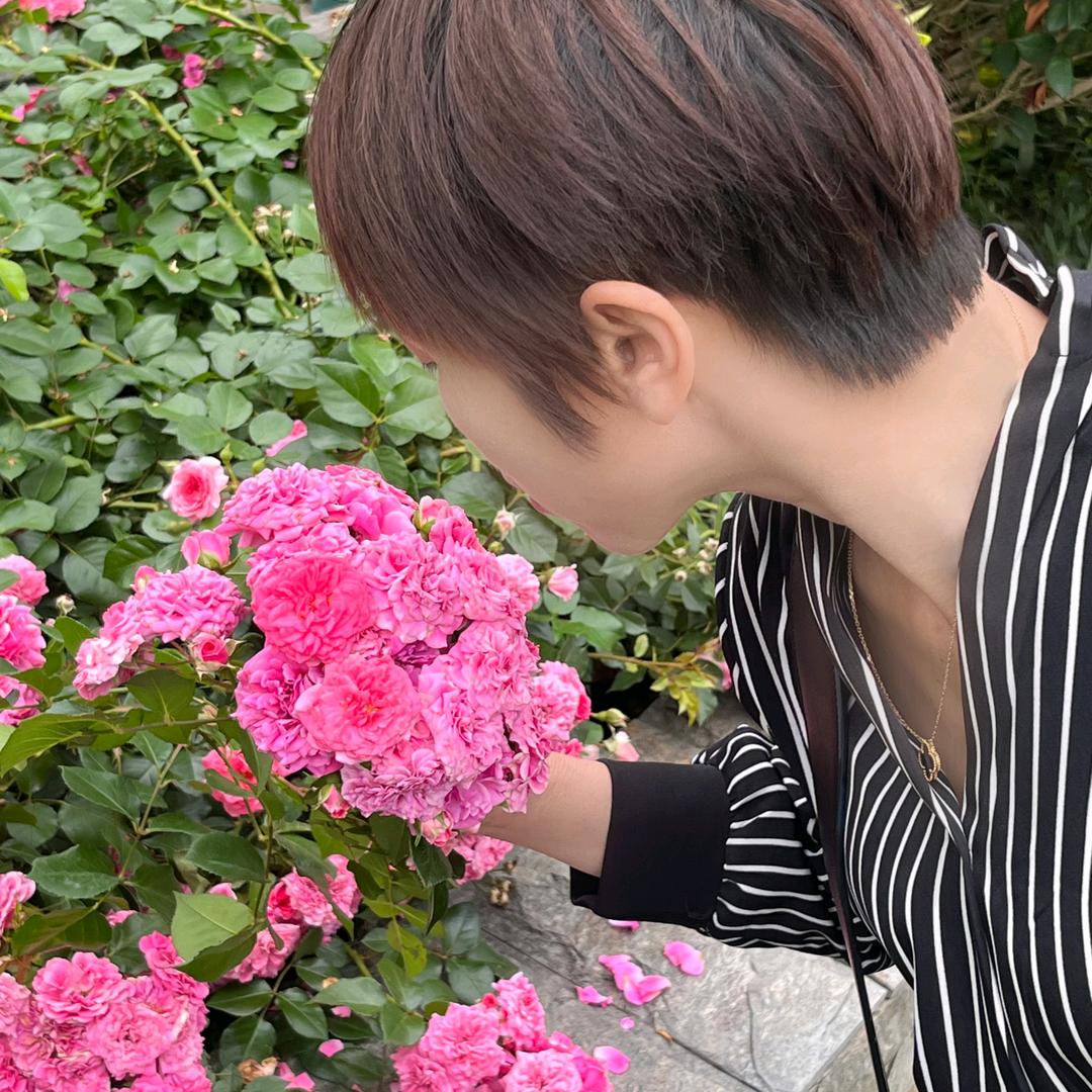 开菊