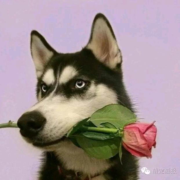 （梦）