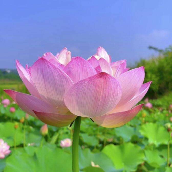 生活说说头像