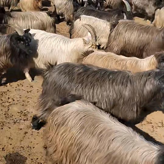 马宋。刘营鲜肉店。