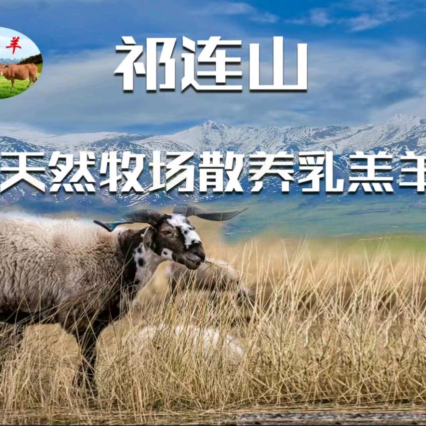 乐草羊祁连山原切牛羊肉批发