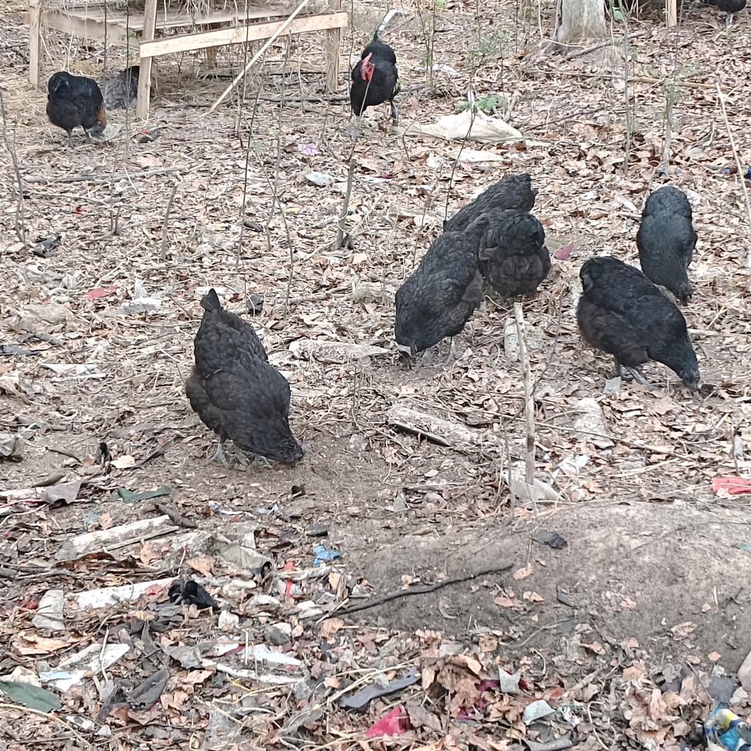 鸡蛋大侠农特产品（小号）