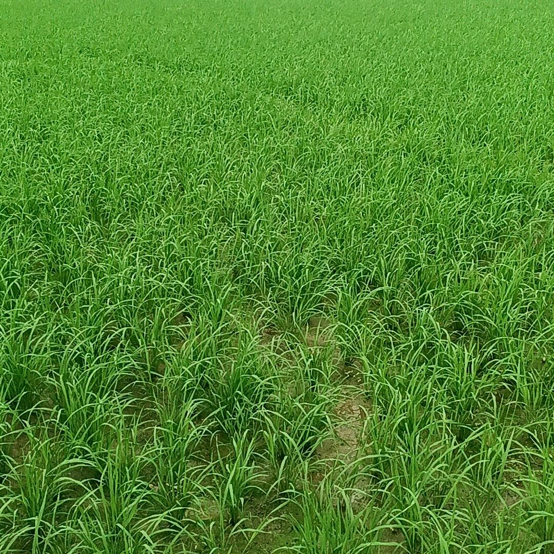 小黑牛🐮