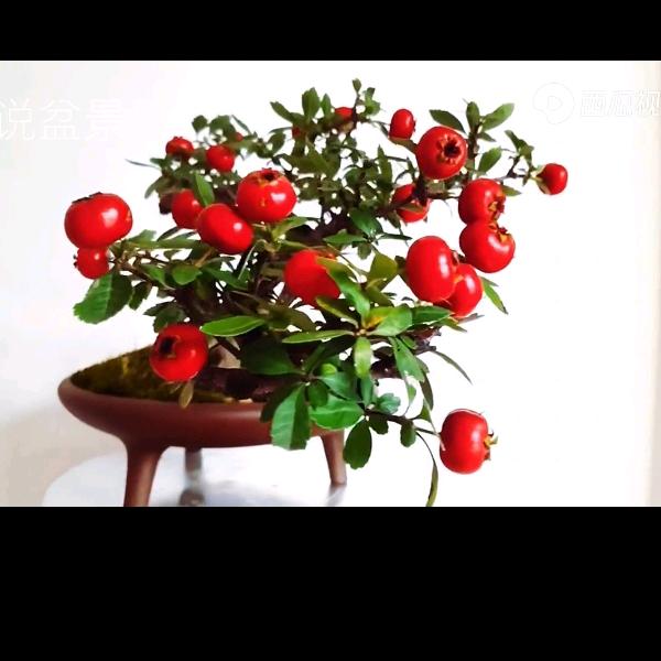 景程盆景老鸦柿