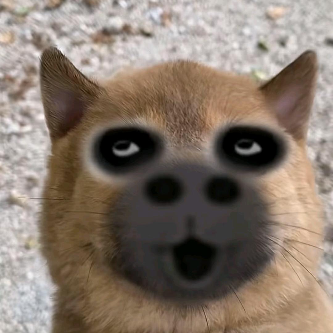 毛毛