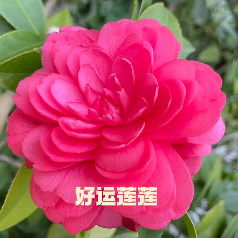 好运莲莲~
