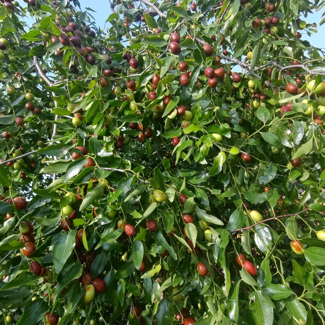 孟照房