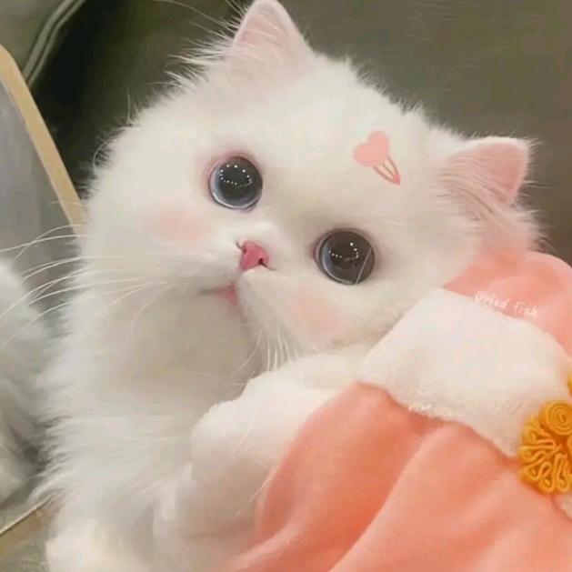 芒狗西米露