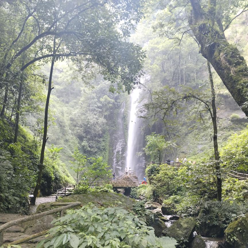 树树