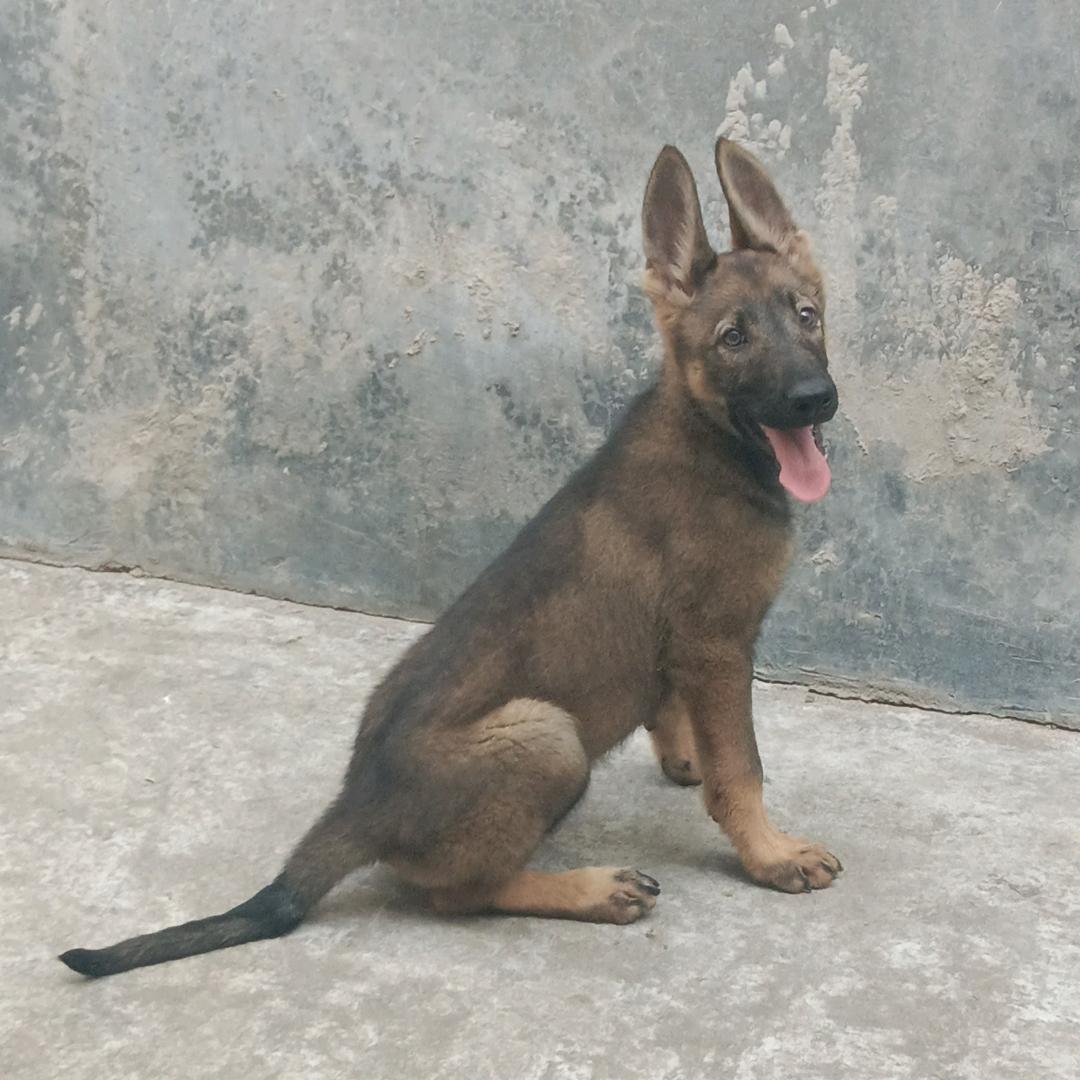 知足常乐（兴平市昆明犬爱好者）