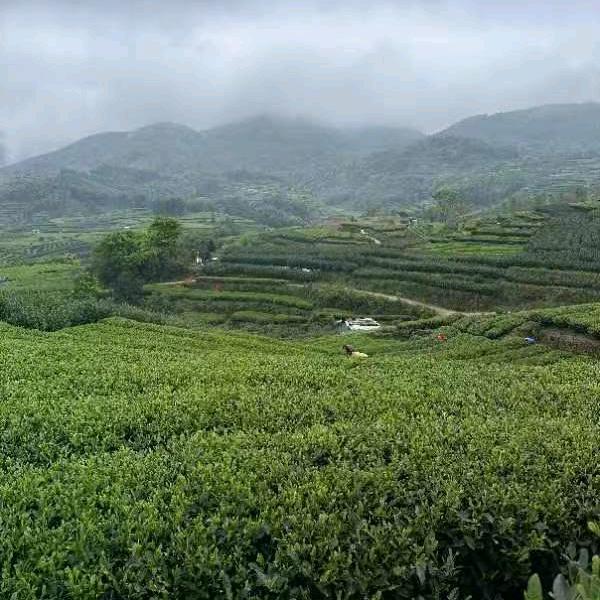 状元樘茶叶