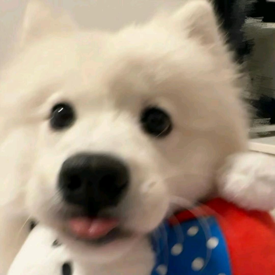忧郁小蛋